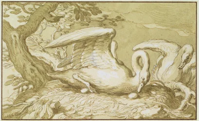 Ein Schwan in ihrem Nest